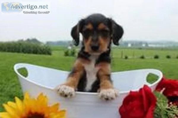 Andy Male Toy Fox Terrier Mix