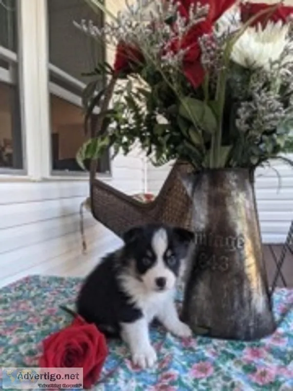 Everett Male Pomsky Mix