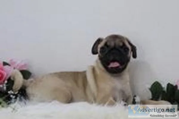Mindy Female AKC Pug