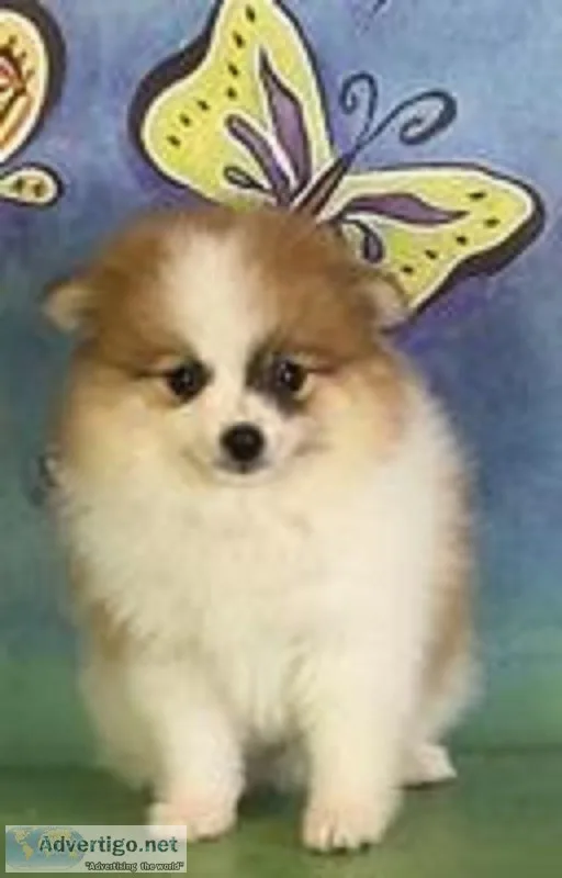 Jack Male Pomeranian
