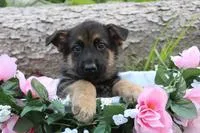 Alice Female AKC German Shepherd