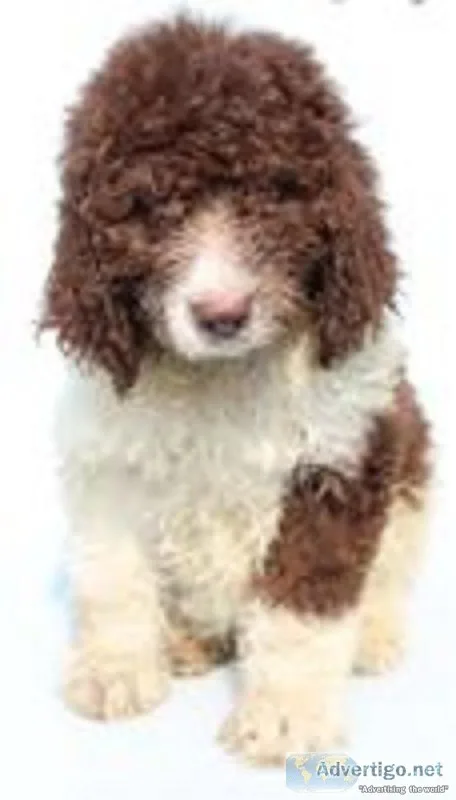Mandy Female Newfypoo