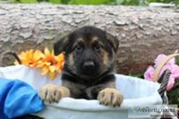 Jessie Male AKC German Shepherd