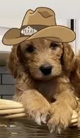 Turquoise Male F1b Goldendoodle