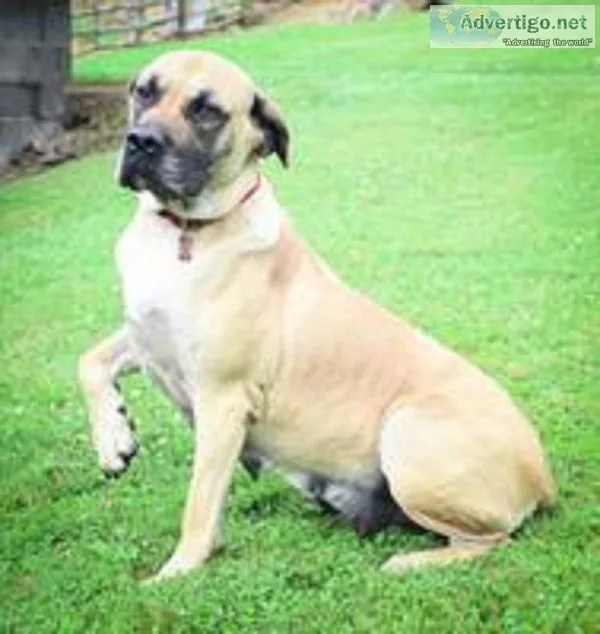 Penny Female Presa Conari