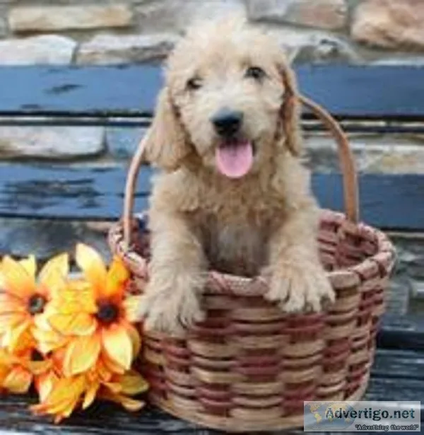 Henry Male Mini Goldendoodle