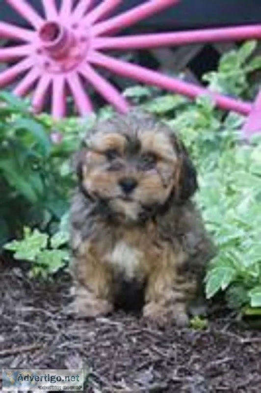 Willy Male Shorkie