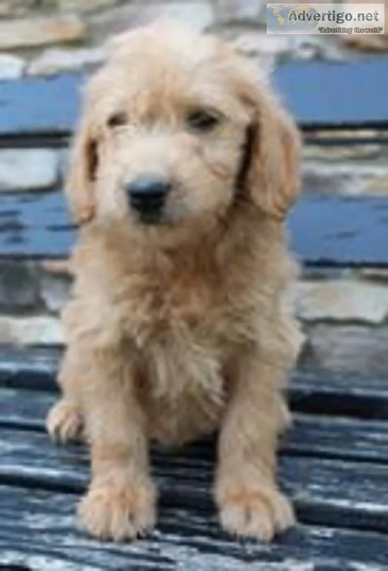 Gus Male Mini Goldendoodle