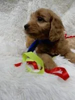 Crew Male F1b Mini Goldendoodle