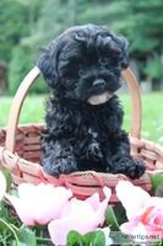 Roxy Female F1b Yorkiepoo