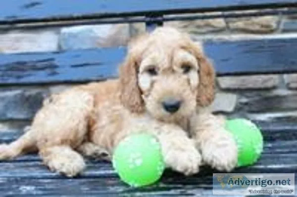 Jake Male Mini Goldendoodle