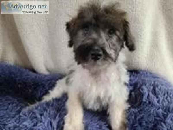 Juno Male Schnoodle
