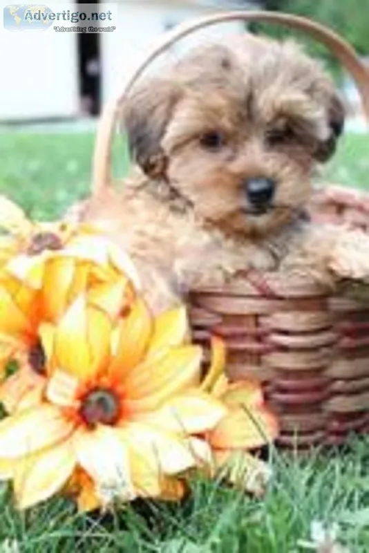 Riley Male F1b Yorkiepoo