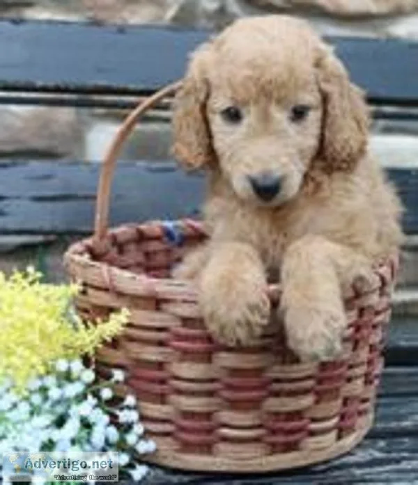 Willow Female Mini Goldendoodle