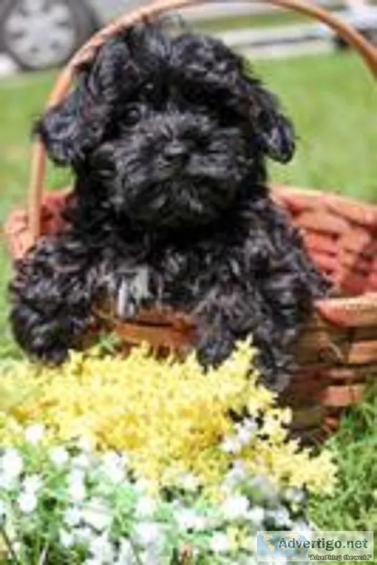 Rolo Male F1b Yorkiepoo