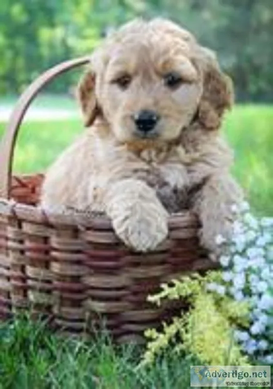 Peanut Male Mini Goldendoodle