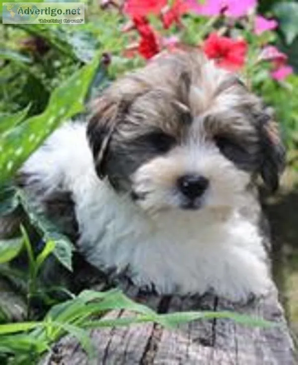 William Male Shorkie