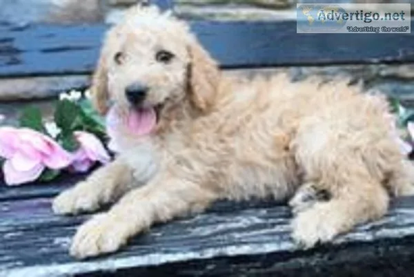 Sadie Female Mini Goldendoodle