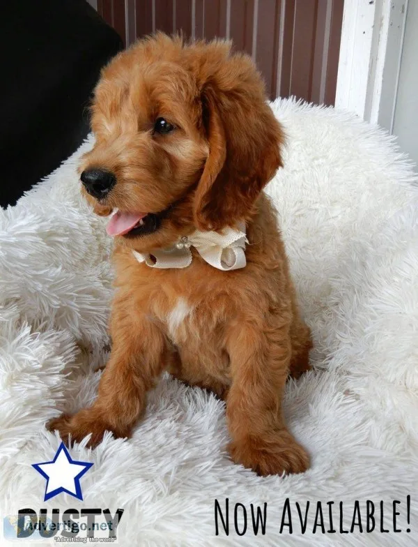 Dusty Male F1b Mini Goldendoodle