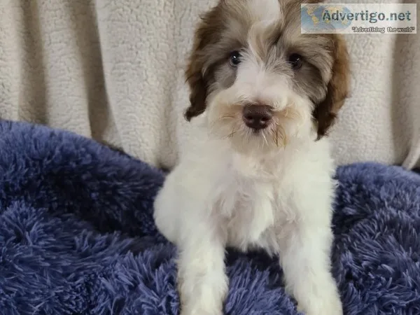 Jared Male Schnoodle