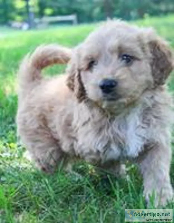 Lily Female Mini Goldendoodle