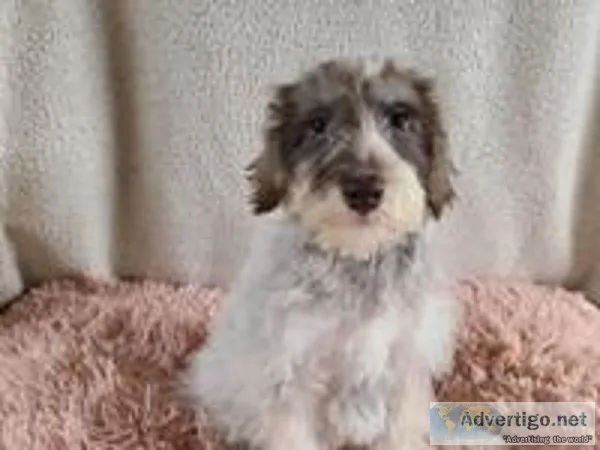 Jalo Female Schnoodle