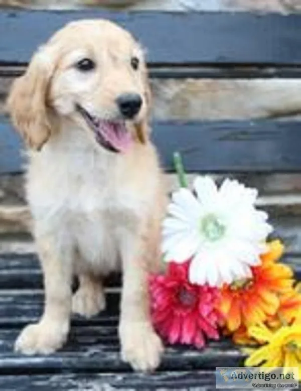 Lola Female Mini Goldendoodle