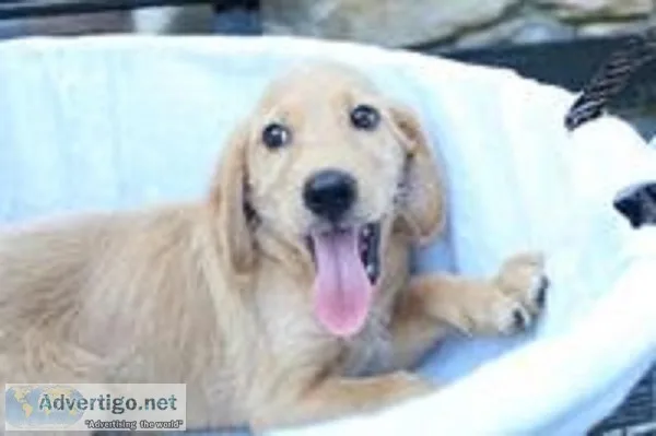 Duke Male Mini Goldendoodle