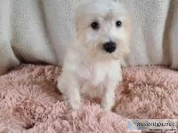 Juliet Female Schnoodle