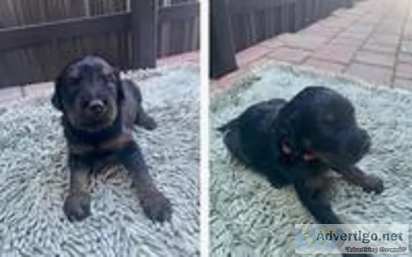 Phantom Male F2 Goldendoodle