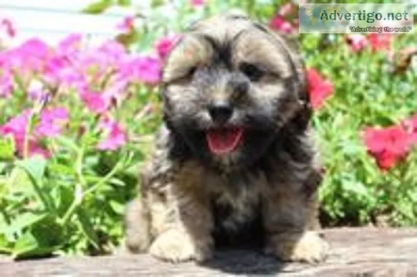 Wyatt Male Shorkie