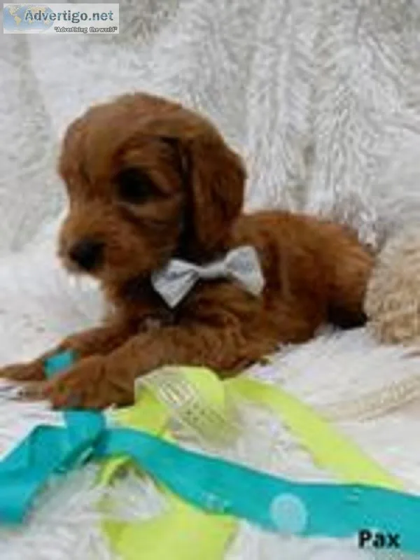 Pax Male F1b Mini Goldendoodle