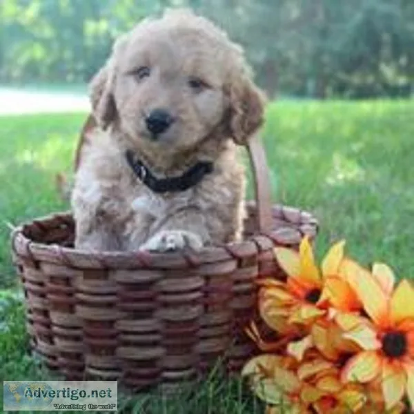 Theodore Male Mini Goldendoodle
