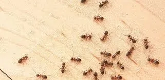 Pest Control Nicholls