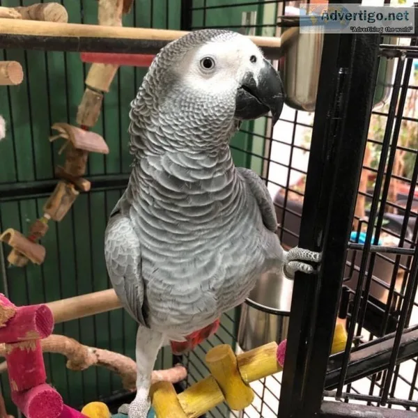 African grey parrots both female and male