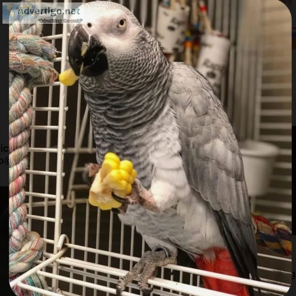 African grey parrots
