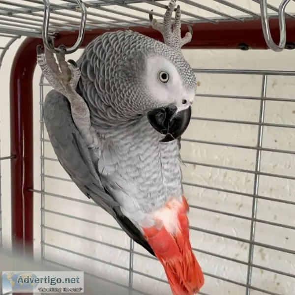 African grey with cage talks very good years