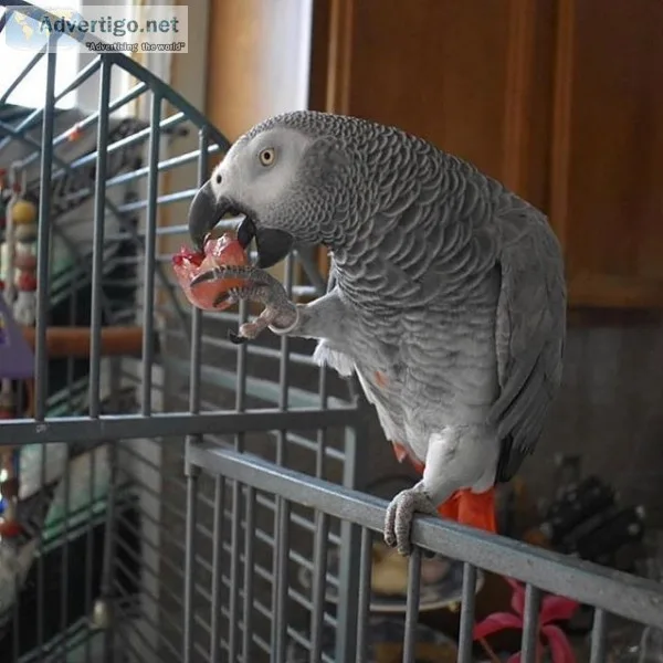 African grey parrots both female and male