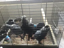 African grey parrots