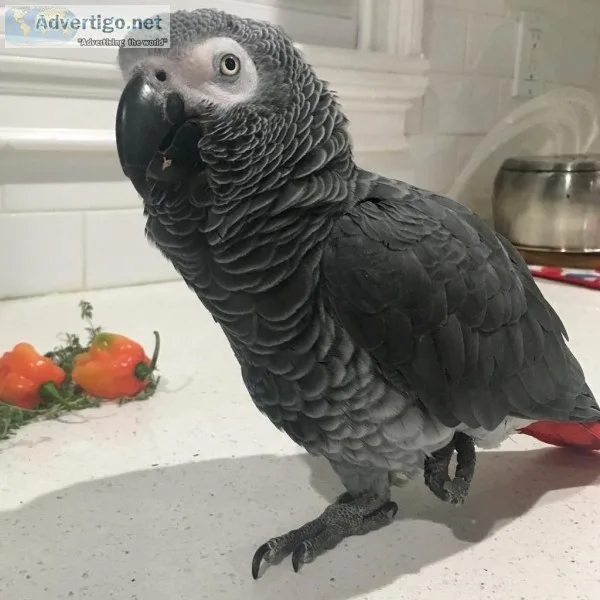 African grey with cage talks very good years
