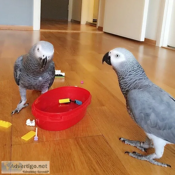 African grey parrots both female and male