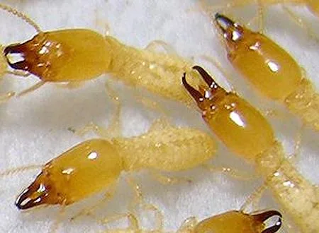 Flatlinepest Control - Termite Inspection Central Coast