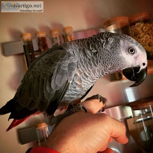 African grey with cage talks very good years