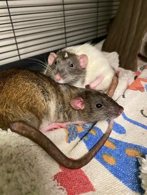 Rat Control service in Richmond BC  Call for a Free Quote 604-33