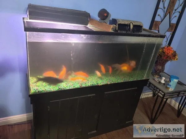 10 large goldfish with aquarium