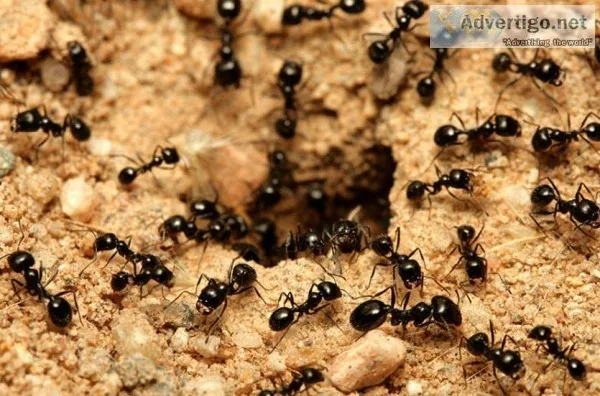 Enjoy Professional Pest Control in East Grinstead