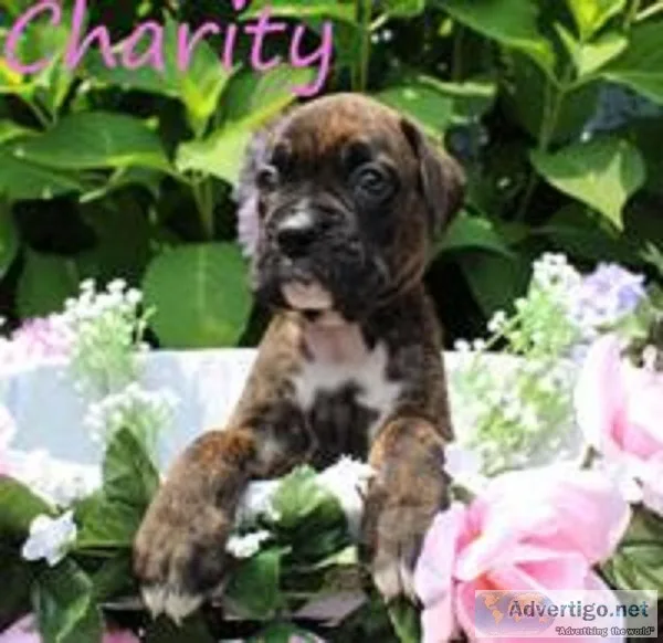 Charity Female Boxer