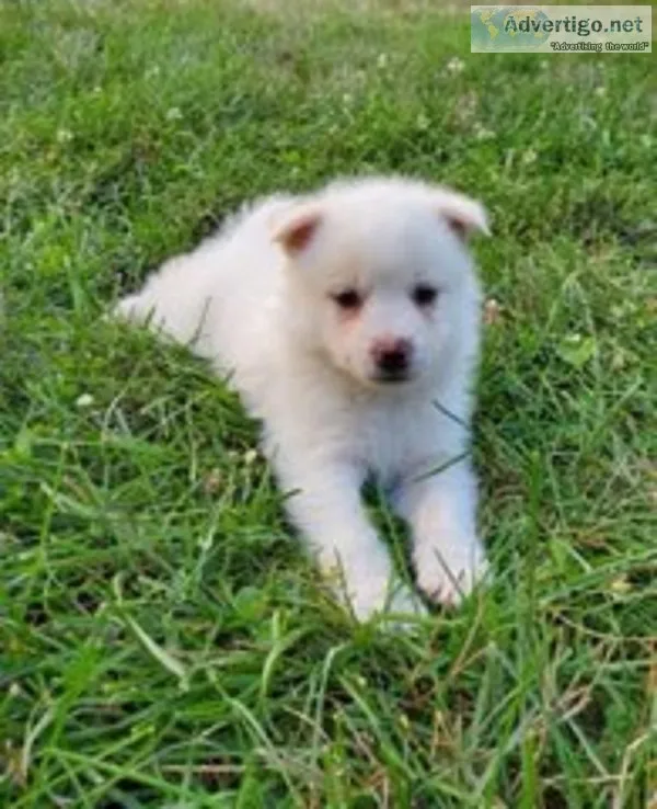 Monty Male Pomsky Mix