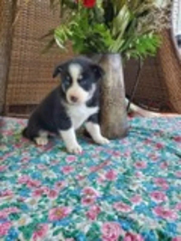 Sasha Female Pomsky Mix