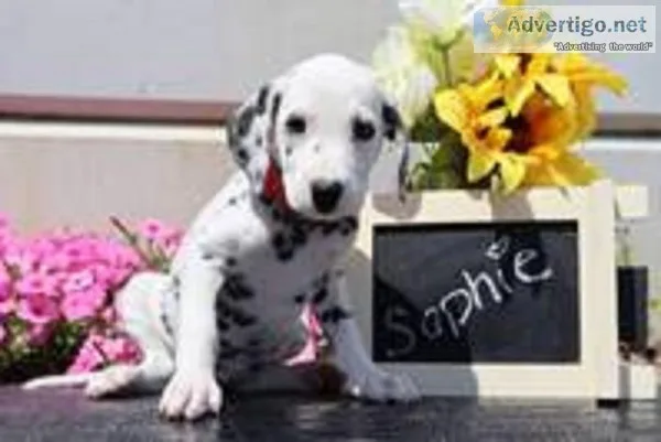 Sophie Female AKC Dalmatian